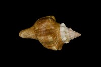 藏品(角赤旋螺)的圖片